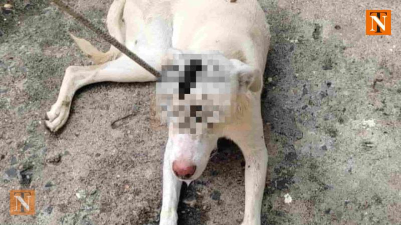 Stray Dog Found with Iron Rod in Head, Sparks Outrage in Nagpur